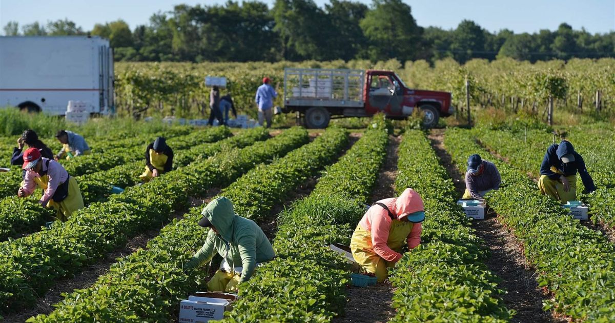 Ngành nông nghiệp tại Canada đang thiếu lượng lớn nguồn lao động